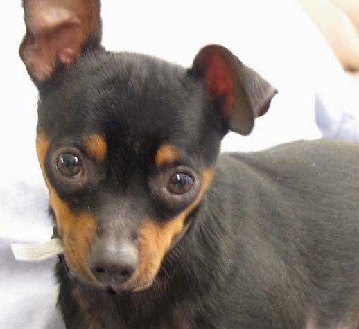 Minpin + Chihuahua = PinChi : r/minpin