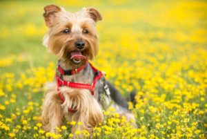 yorkie dog