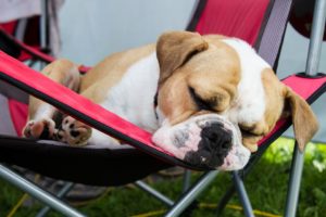 puppy sleeping in chair outside