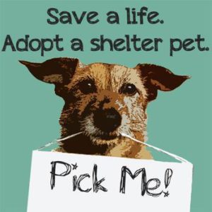 Adopt a shelter dog. Pick me.