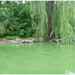 Surface water affected by blue green algae can have a green "paint-like" appearance."